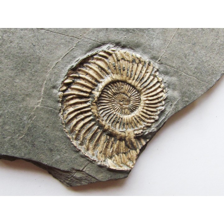 Schlotheimia gr. angulata  (2)