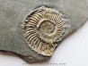 Schlotheimia gr. angulata (2)