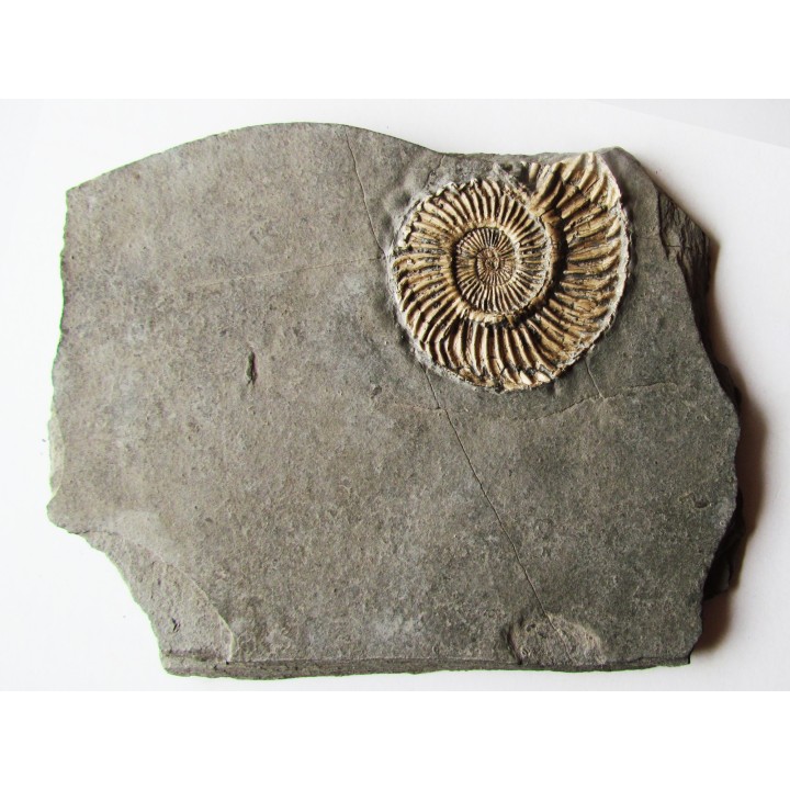 Schlotheimia gr. angulata  (2)