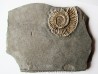 Schlotheimia gr. angulata (2)