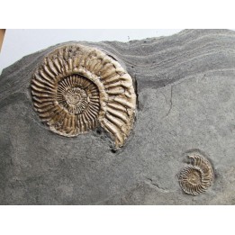 Schlotheimia gr. angulata  (3)