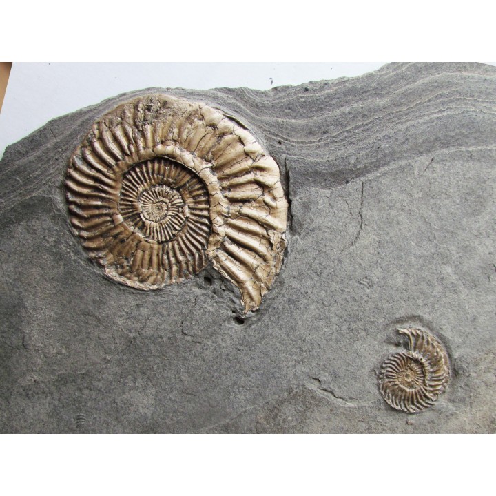 Schlotheimia gr. angulata (3)