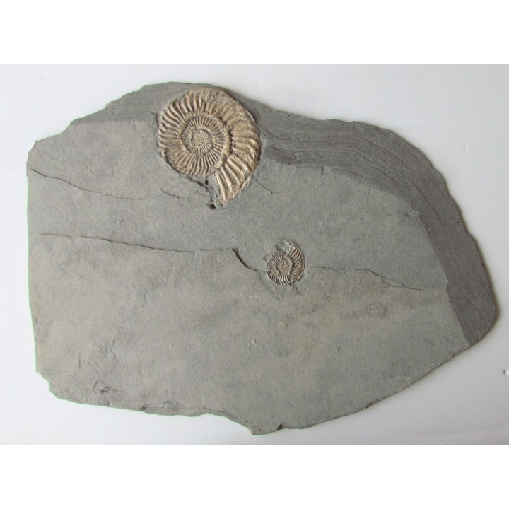 Schlotheimia gr. angulata (3)