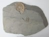 Schlotheimia gr. angulata (3)