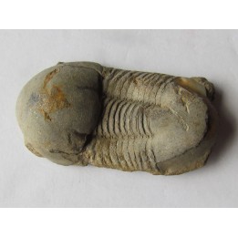 Ectillaenus giganteus (2)