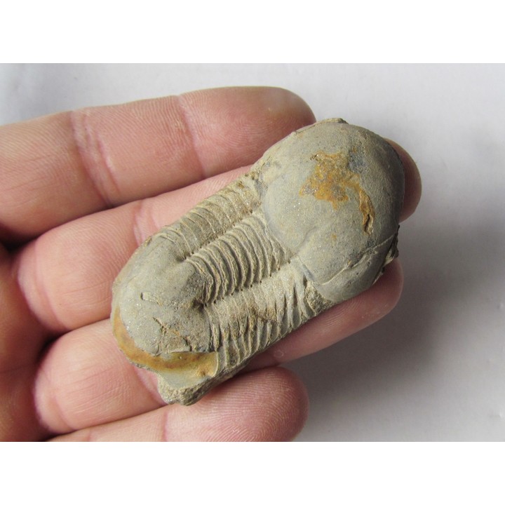 Ectillaenus giganteus (2)