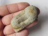 Ectillaenus giganteus (2)