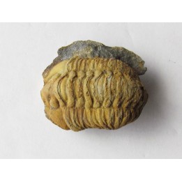 salterocoryphe salteri