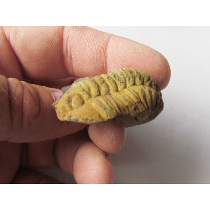 salterocoryphe salteri 