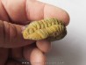 salterocoryphe salteri 