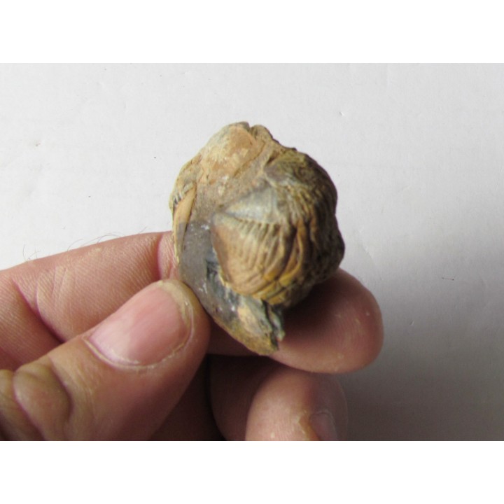 salterocoryphe salteri 