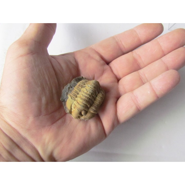 salterocoryphe salteri 