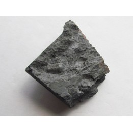 plaesicomia oelerthi