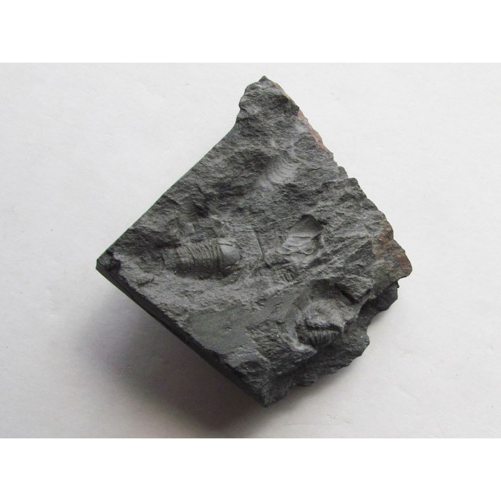 plaesicomia oelerthi