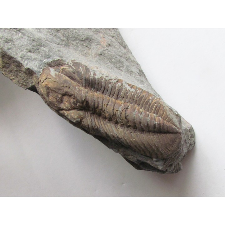 Phacopidina micheli micheli