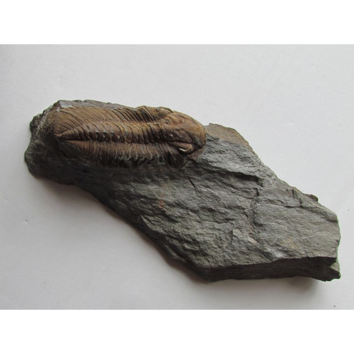 Phacopidina micheli micheli