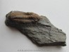 Phacopidina micheli micheli