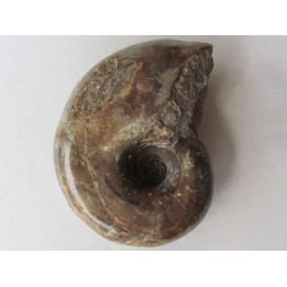 Tetragonites glabrus