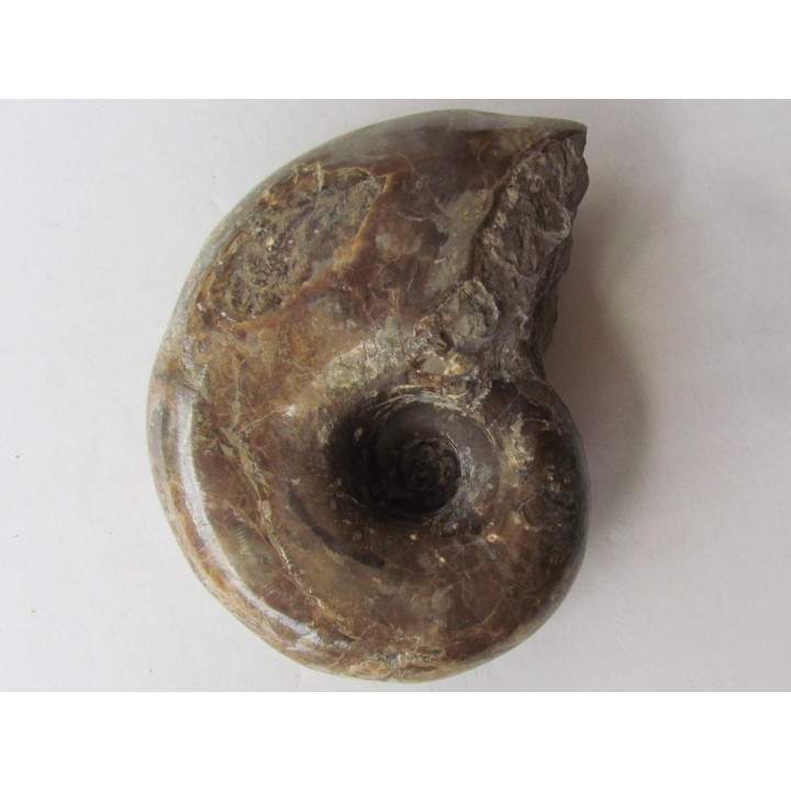 Tetragonites glabrus