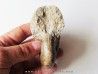 Tetragonites glabrus
