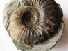 Anagaudriceras limatum 