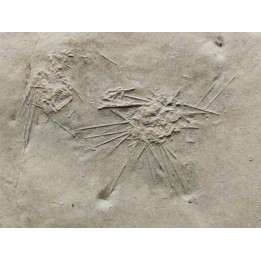 urchin diademopsis serialis (1)