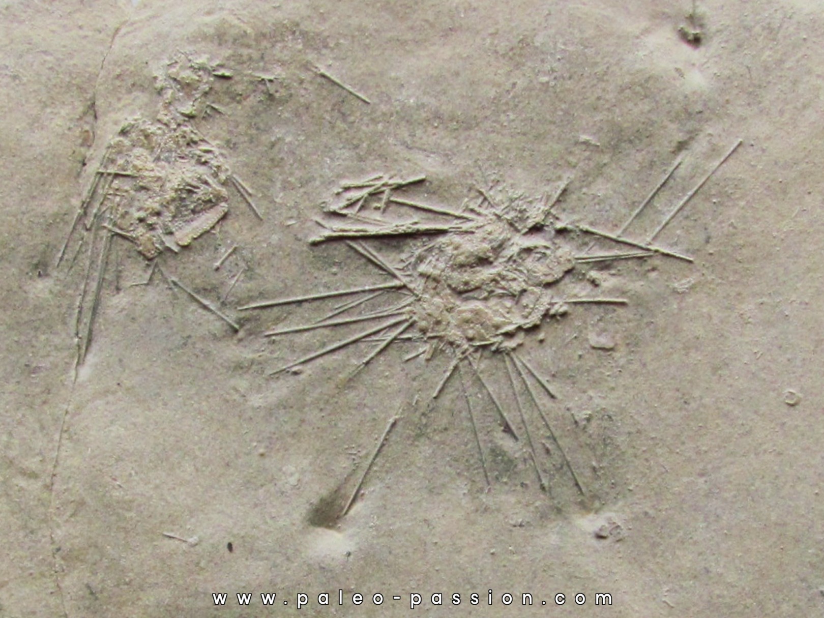 urchin diademopsis serialis (1)