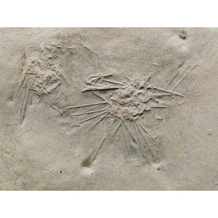 oursin diademopsis serialis (1)