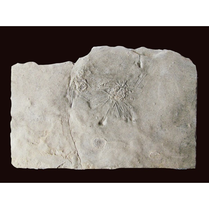 oursin diademopsis serialis (1)