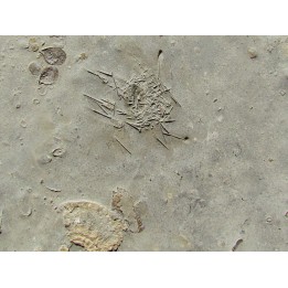 urchin diademopsis serialis (2)