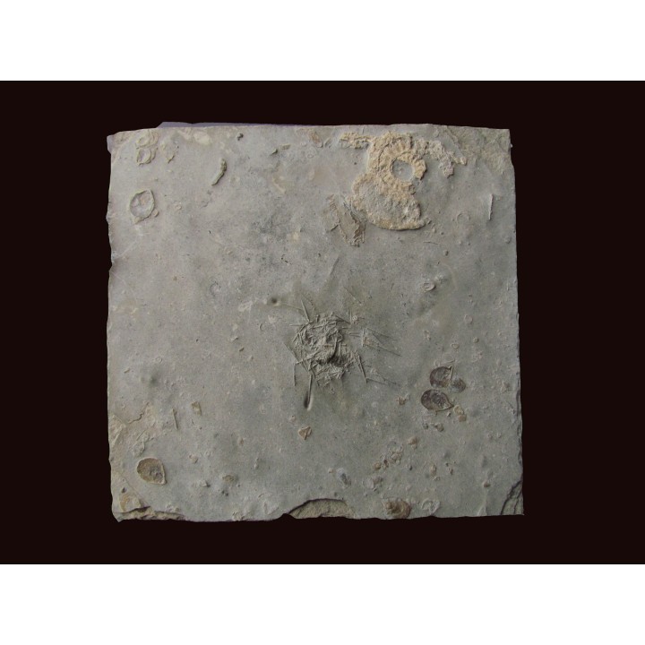 urchin diademopsis serialis (2)
