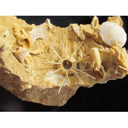 oursin Polydiadema superbum (1)