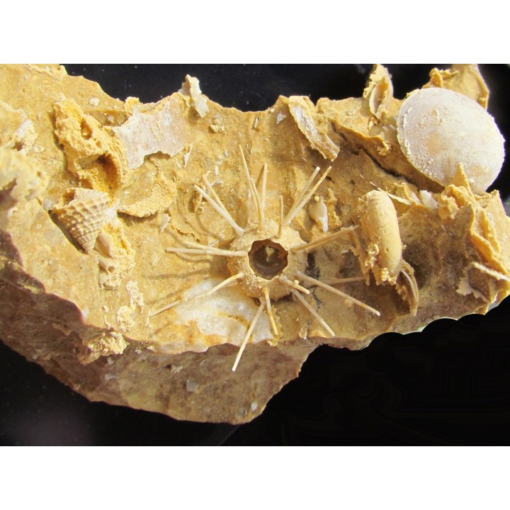 oursin Polydiadema superbum (1)