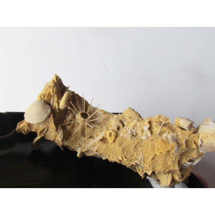 oursin Polydiadema superbum (1)