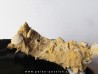 oursin Polydiadema superbum (1)