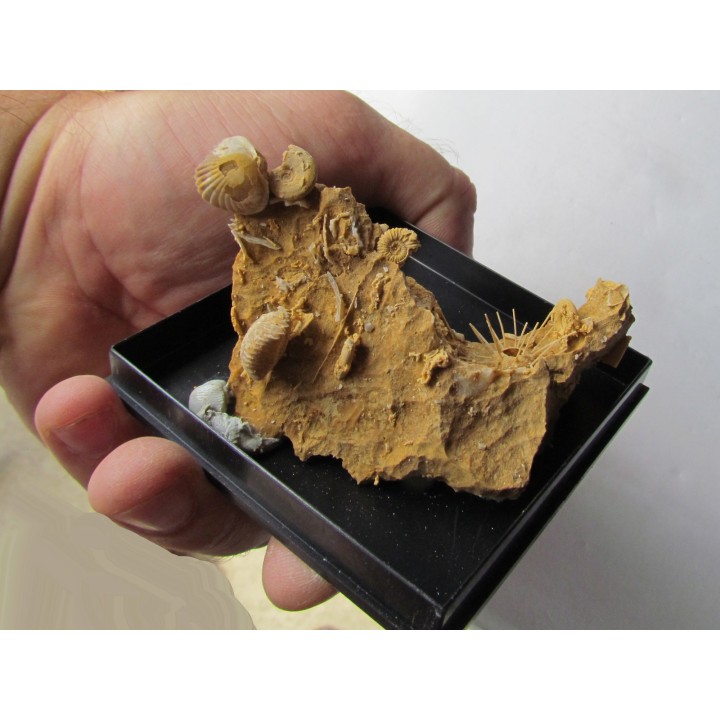oursin Polydiadema superbum (1)