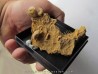 oursin Polydiadema superbum (1)