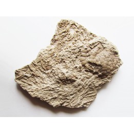 Uintacrinus socialis