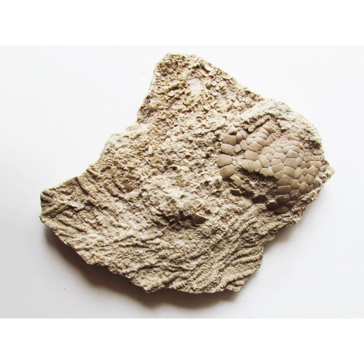 Uintacrinus socialis