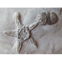 Paleaster niagarensis & Bumastus ioxus 