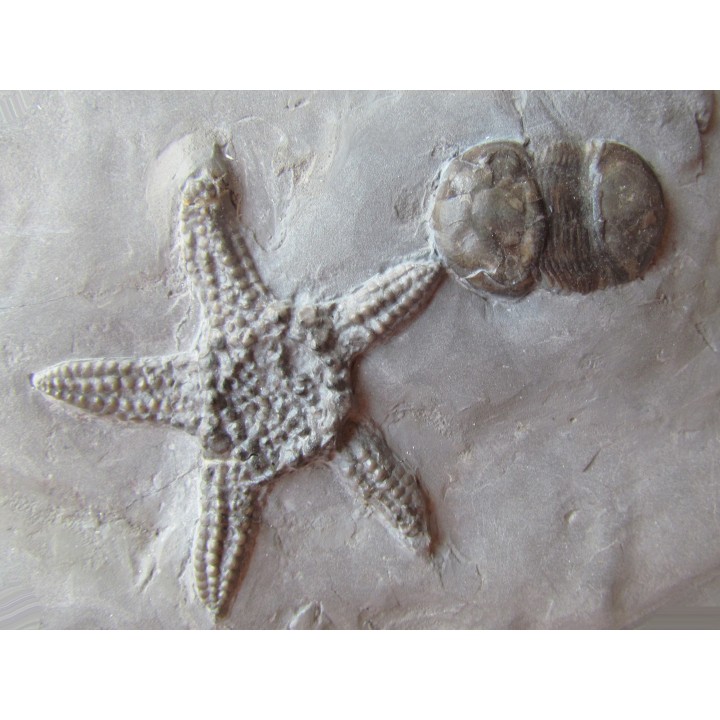Paleaster niagarensis & Bumastus ioxus 