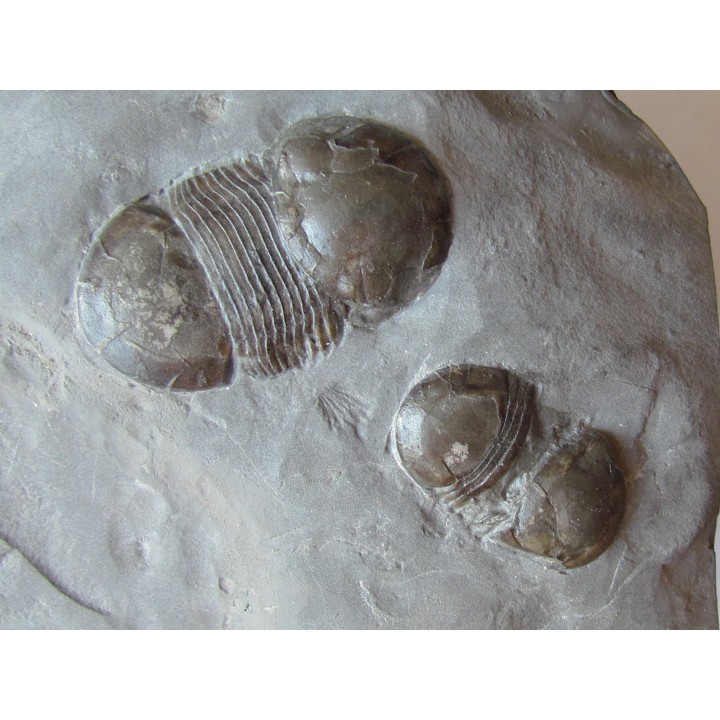 Paleaster niagarensis & Bumastus ioxus 