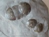 Paleaster niagarensis & Bumastus ioxus