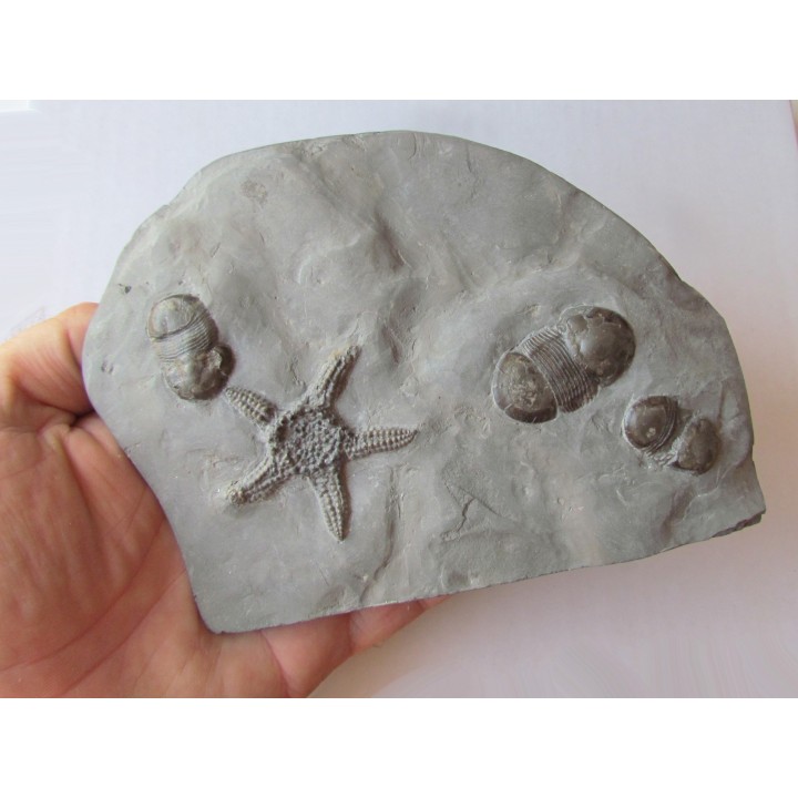 Paleaster niagarensis & Bumastus ioxus 