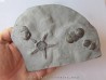 Paleaster niagarensis & Bumastus ioxus