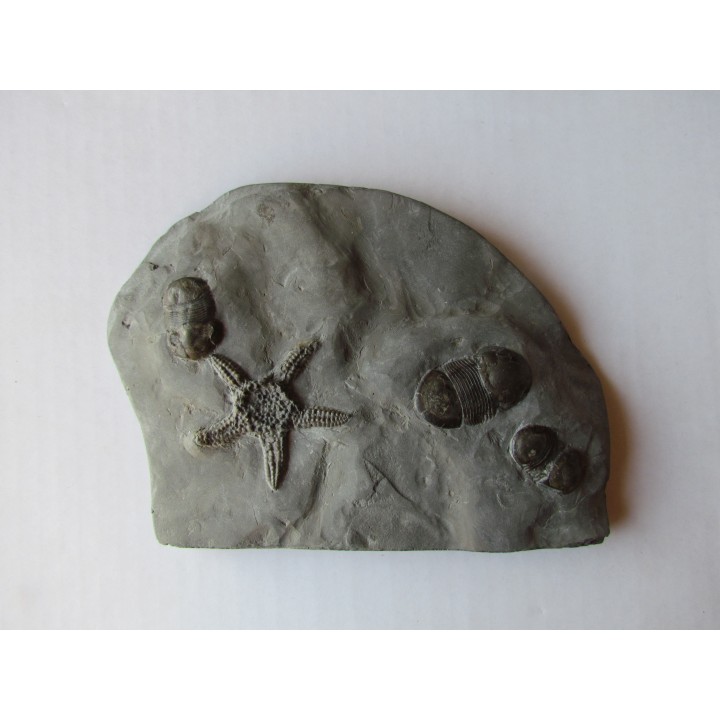 Paleaster niagarensis & Bumastus ioxus 