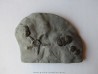 Paleaster niagarensis & Bumastus ioxus