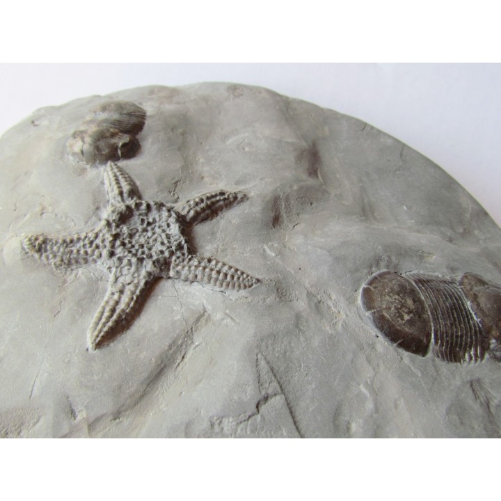 Paleaster niagarensis & Bumastus ioxus 