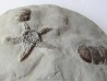 Paleaster niagarensis & Bumastus ioxus