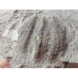Melonechinus multiporsus 